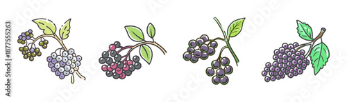 Elderberry branches with ripe berries, hand-drawn vector illustration