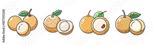 Longan fruit whole and cut, hand-drawn vector illustration