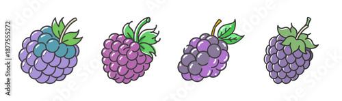 Boysenberry fruit clusters, hand-drawn vector illustration