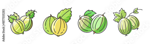 Gooseberry fruit whole and cut, hand-drawn vector illustration