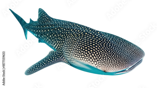 Isolated underwater whale shark showing pattern of spots, a gentle giant, tropical waters