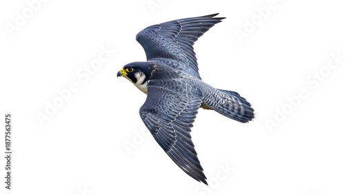 Foto Isolated Peregrine Falcon in Flight – Powerful Bird of Prey, Winged Predator in