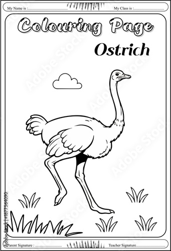 drawing parrot, bird, ostrich swan