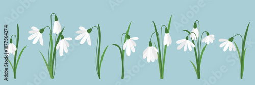 First snowdrops set. Collection of spring forest flowers with white petals. Floral natural clip art. Snowdrops, group, single and in bushes, vector graphics