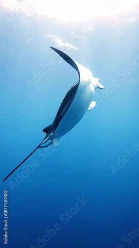 Majestic manta ray gliding through deep blue ocean waters with sunlight beams, ideal for marine conservation documentaries and travel ads. Vertical Video Portrait Orientation.
