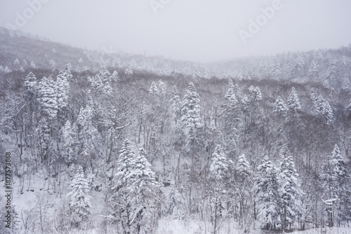 A wide landscape photograph captures a dense forest covered in a heavy blanket of fresh snow. Deciduous trees with bare, snow-laden branches and a few snow-covered. 