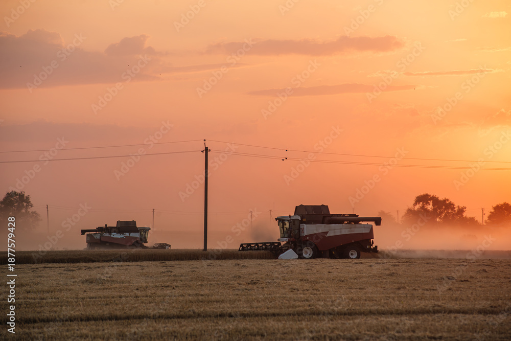 Fototapeta premium a combine harvester in a wheat field, a bright orange sunset in the sky