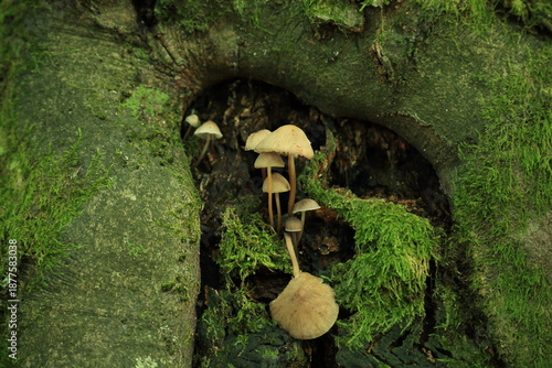 Mycena mushrooms growing inside mossy hollow of forest tree