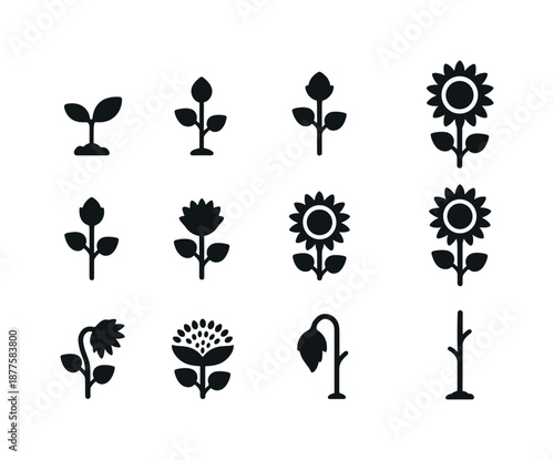 Sunflower Growth Icons. Sunflower stages. Solid icon set of Sunflower stages: seedling, small sprout, first leaves, early bud, closed flower, half bloom, full