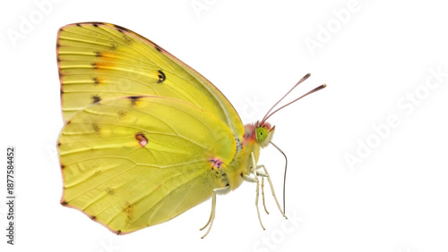 Принти на полотні Isolated bright yellow butterfly with delicate wings and antennas on a seamless