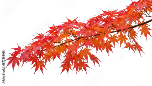 Isolated autumn maple branch, beautiful fall color leaves, seasonal vibrant flora in Asia