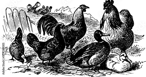 Vintage Farmyard Animal Illustrations in Engraved Rustic Style