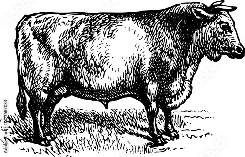 Vintage Farmyard Animal Illustrations in Engraved Rustic Style