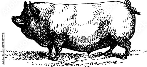 Vintage Farmyard Animal Illustrations in Engraved Rustic Style