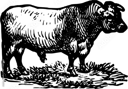 Vintage Farmyard Animal Illustrations in Engraved Rustic Style