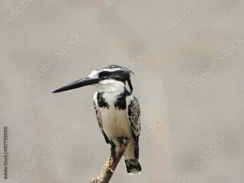 Pied kingfisher