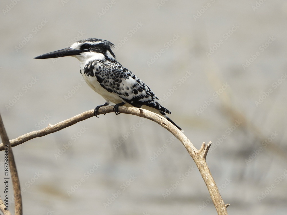 Obraz premium Pied kingfisher