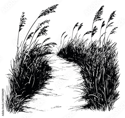 Hand drawn illustration of a winding path depicting tall dune grass for nature and beach design