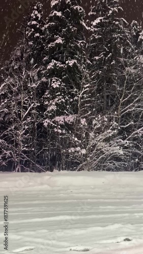 Snow-covered fir trees and pines in a park at night during a heavy snowfall against a dark sky background. Slow motion vertical footage