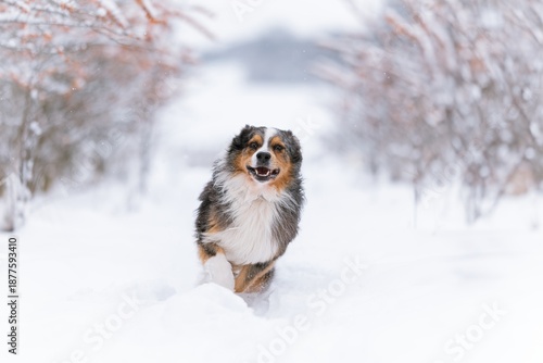 Australian Shepherds running in the snow