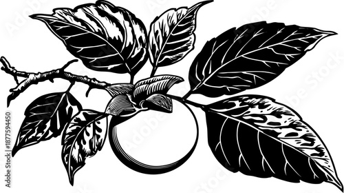 A monochrome illustration of a branch with leaves, and a circular shape