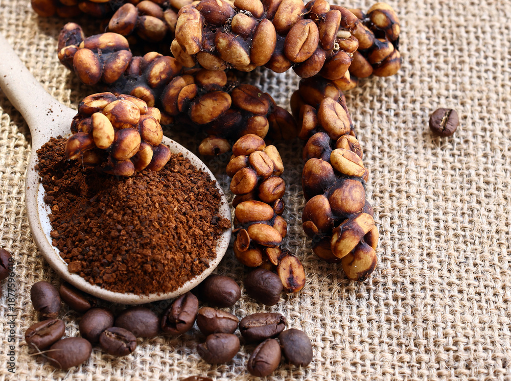 Fototapeta premium Luwak coffee beans are a rare and expensive delicacy