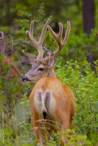 Mule Deer Buck with big velvet Antlers standing in forest, looking to the side, on a summer evening.