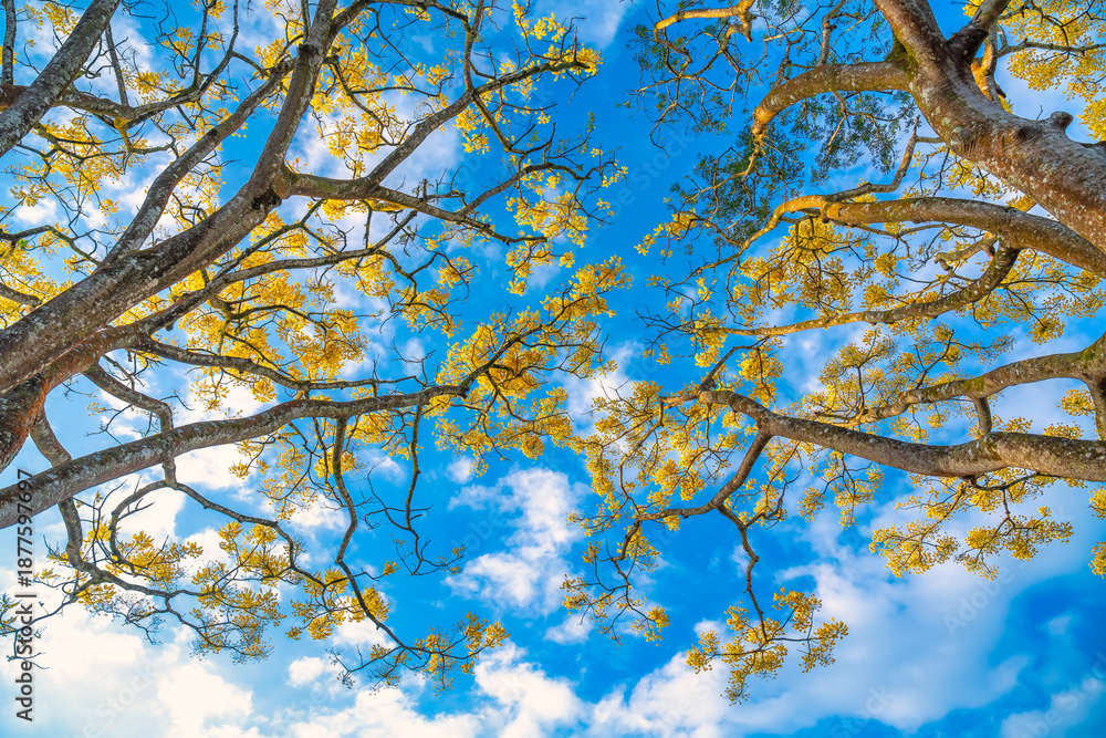 Fototapeta premium Yellow poinciana blooming brilliantly with blue sky in the background. Big yellow flowered branch (Schizolobium parahyba) native to Brazil on the southern region.