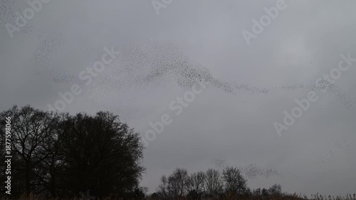 Starling murmuration when thousands of birds engage in synchronized, choreographed aerial displays, forming vast, dynamic cloud-like shapes in the sunset sky.