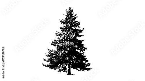 Silhouetted illustration of a coniferous tree, rendered in black against a stark white background
