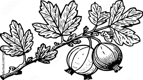 A detailed black and white illustration of leaves and fruit on a branch