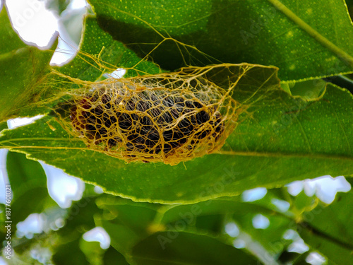 Photos Macro photograph of a yellow-gold, mesh-like moth cocoon attached to the undersi
