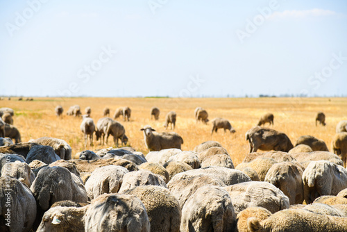 фотографія A flock of sheep grazes in a steppe area.