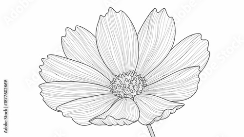 Exquisite hand-drawn line art illustration of a beautiful single bloom, showcasing delicate petals and intricate botanical details of a charming flower, perfect for elegant designs