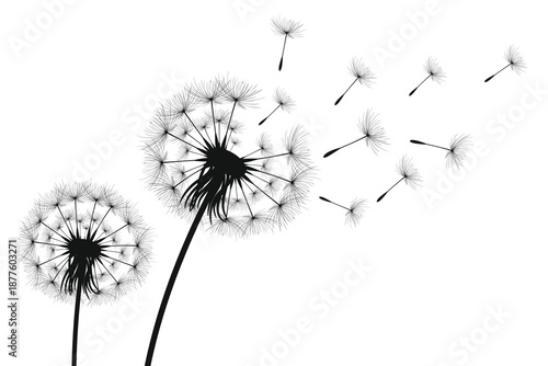 Wallpaper Mural Vector illustration dandelion time. Black Dandelion seeds blowing in the wind. The wind inflates a dandelion isolated on a white background. Torontodigital.ca