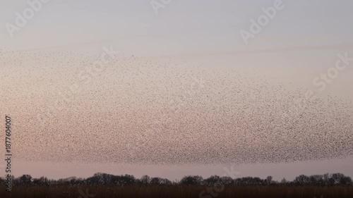 Starling murmuration when thousands of birds engage in synchronized, choreographed aerial displays, forming vast, dynamic cloud-like shapes in the sunset sky.