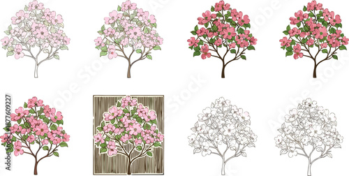Beautiful blooming pink dogwood trees vector illustration set with floral spring flowers, green leaves, and decorative nature design illustration cartoon