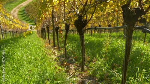 Vineyard Rows with Drip Irrigation System and Green Grass in Autumn Sunlight