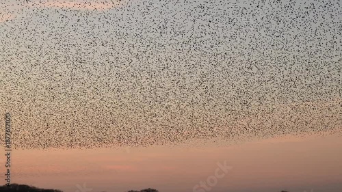 Starling murmuration when thousands of birds engage in synchronized, choreographed aerial displays, forming vast, dynamic cloud-like shapes in the sunset sky.