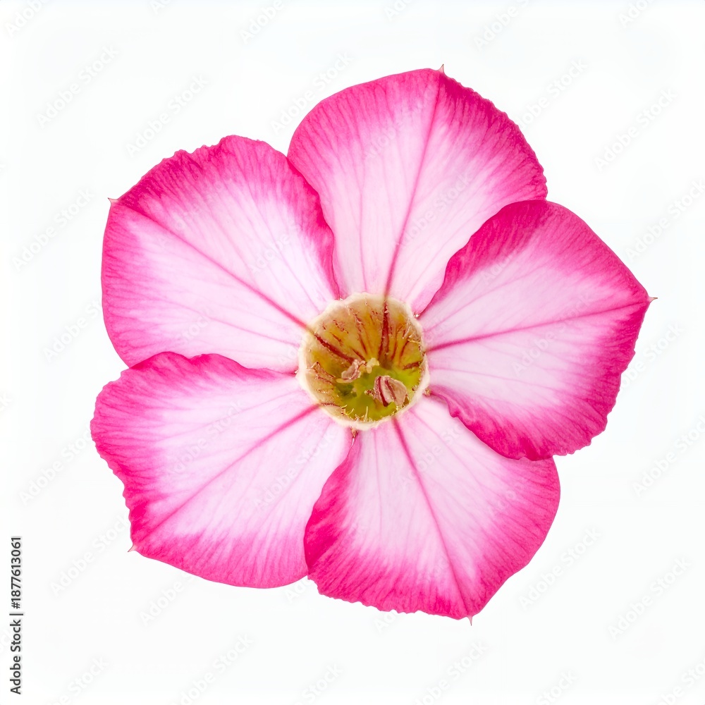 Naklejka premium Isolated single pink flower blossom with delicate petals on a clean white background
