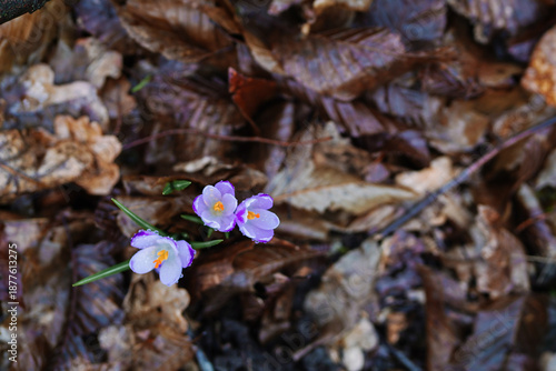 Wallpaper Mural Bunch of cute purple crocuses on dark natural background, view from above. Bright spring flowers blossoming on the meadow in rainy forest. First violet primroses Torontodigital.ca