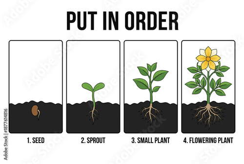Growth stages of a plant from seed to flowering illustrated  