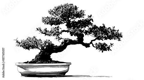 A black and white illustration of a bonsai tree in a ceramic pot with shadows