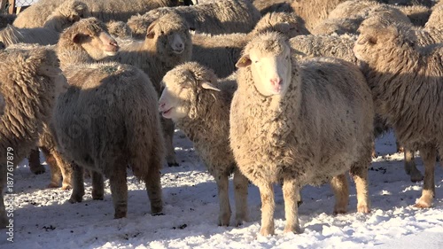 4K Herding Sheep in Snow Winter Mountains, Flock of Lambs Grazing Hill, Pastoral