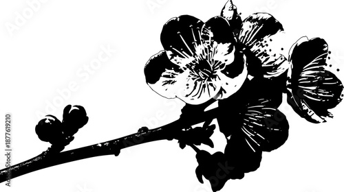 A monochrome illustration of a flowering tree branch with detailed blossoms and buds