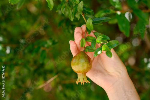 Fotografija Close-up of farmer's hand inspecting unripe pomegranate