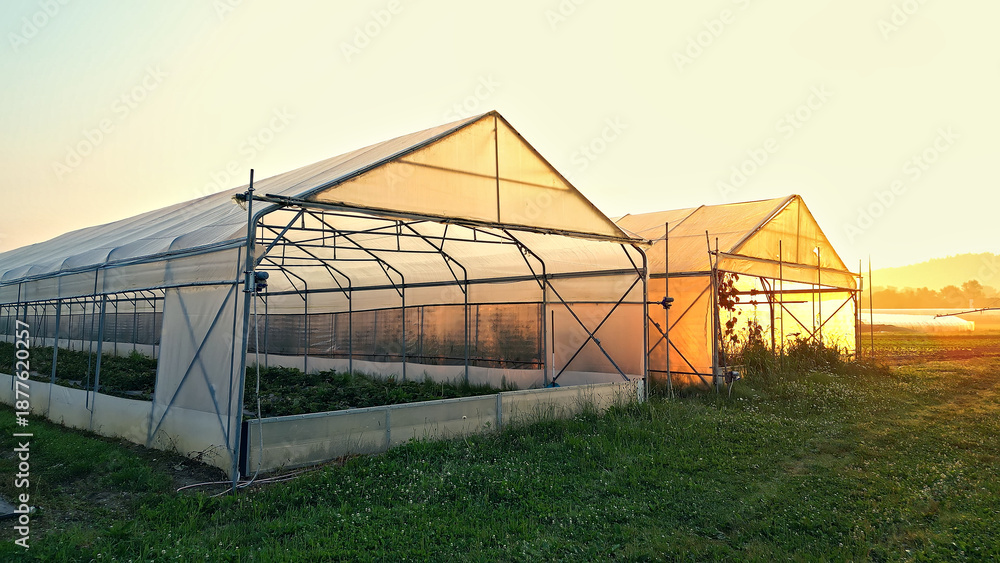 Obraz premium Sunrise at a greenhouse, showcasing sustainable agriculture. Transparent panels and metal frame, bathed in morning sun.