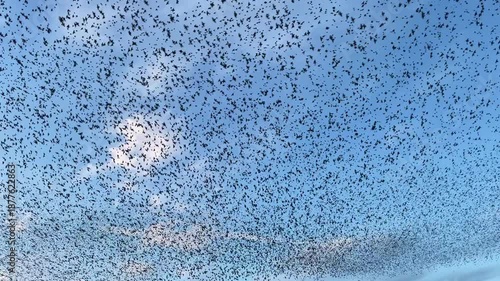 Starling murmuration when thousands of birds engage in synchronized, choreographed aerial displays, forming vast, dynamic cloud-like shapes in the sunset sky.