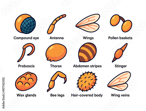 Colorful Bee Anatomy Icons. Bee anatomy. Colorful isometric vector icons set of bee anatomy: compound eye, antenna, wings, pollen baskets, proboscis, thorax,