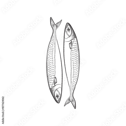 Fresh mackerel seafood bait or smoked herring on a hook isolated on a white background for nature fishing with professional angling equipment
